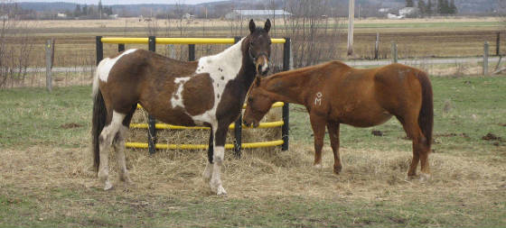 Horse Valley Farm