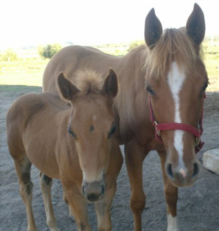 Horse Valley Farm