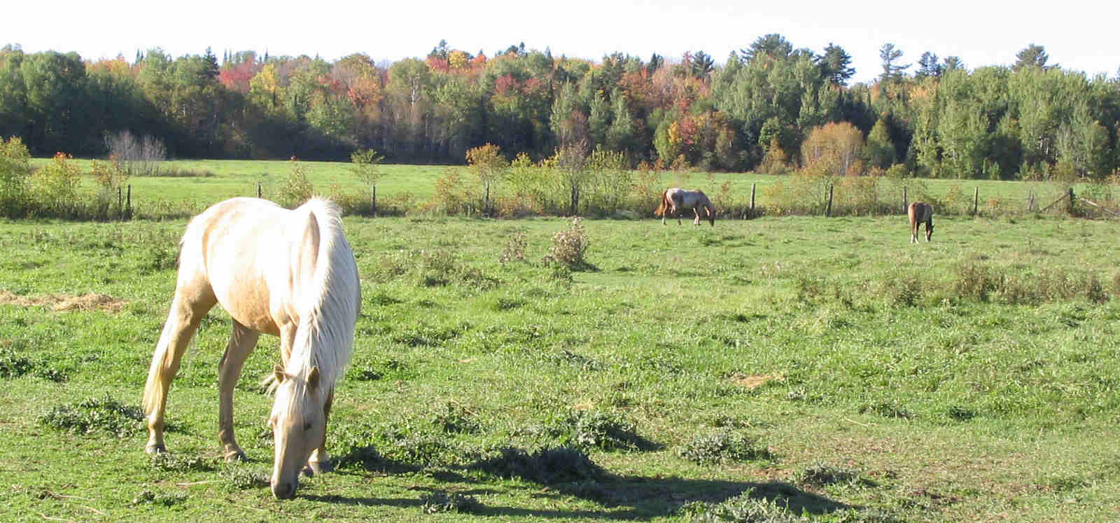 horses.jpg