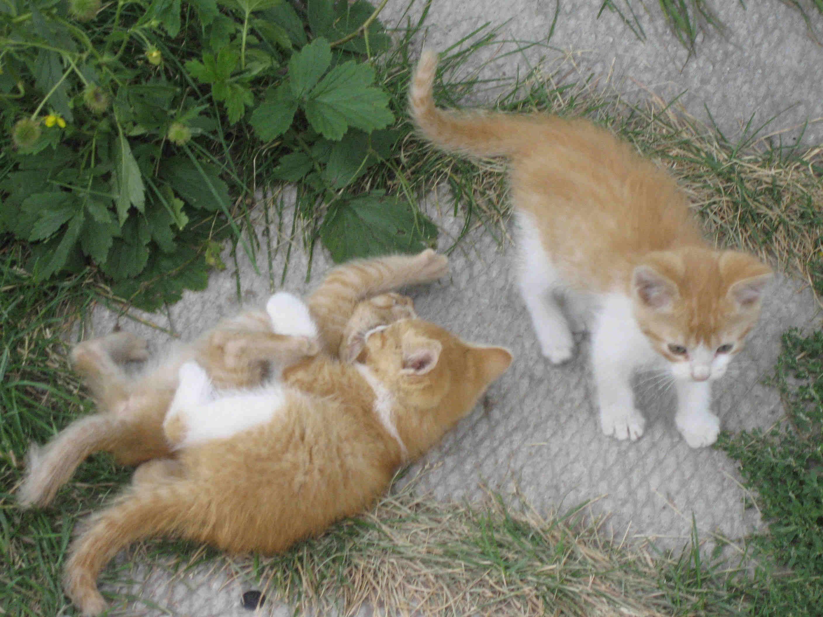 kittens.jpg