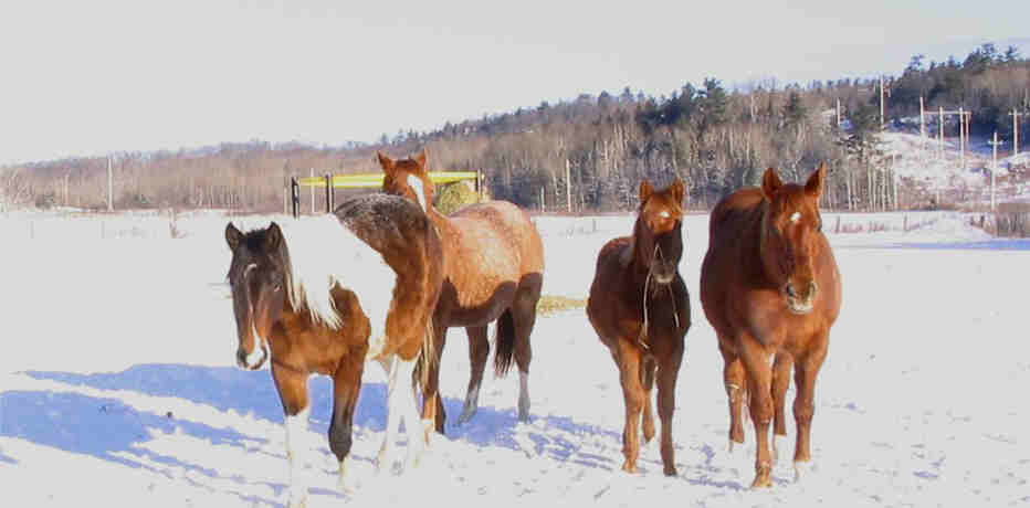 winterhorses.jpg